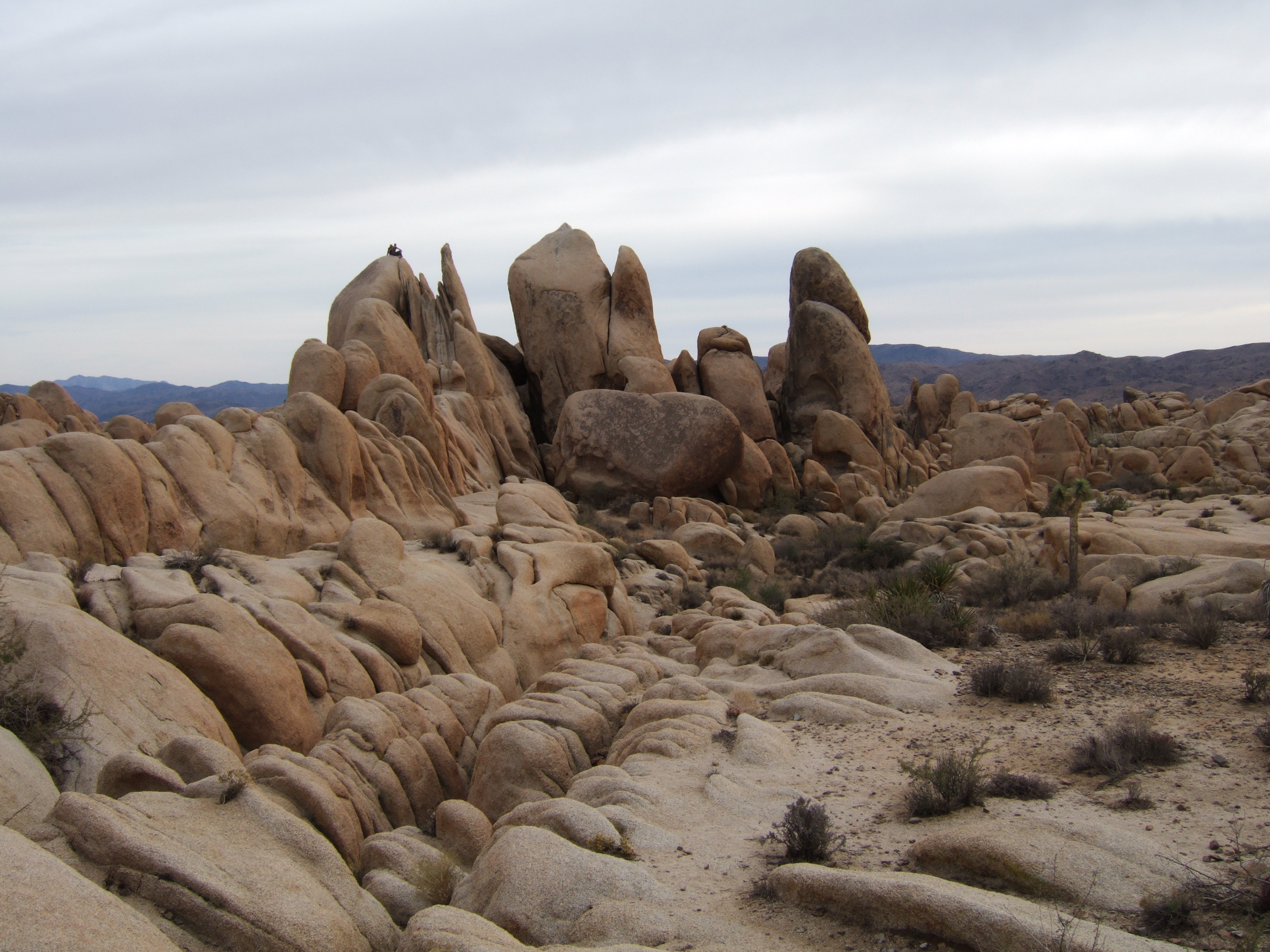 Joshua Tree NP